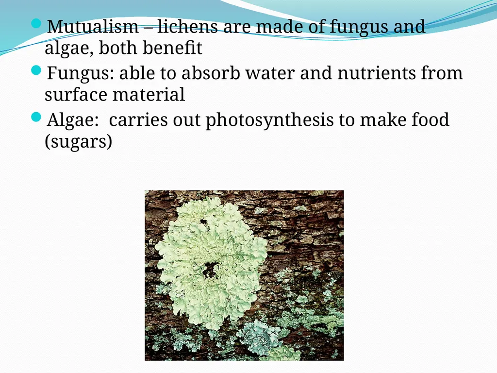 Species Interactions Chapter 8, Sections 2 - slide 32 of 37
