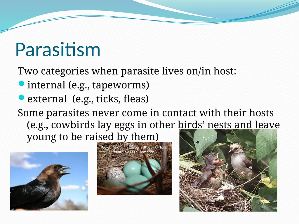 Species Interactions Chapter 8, Sections 2 - slide 29 of 37