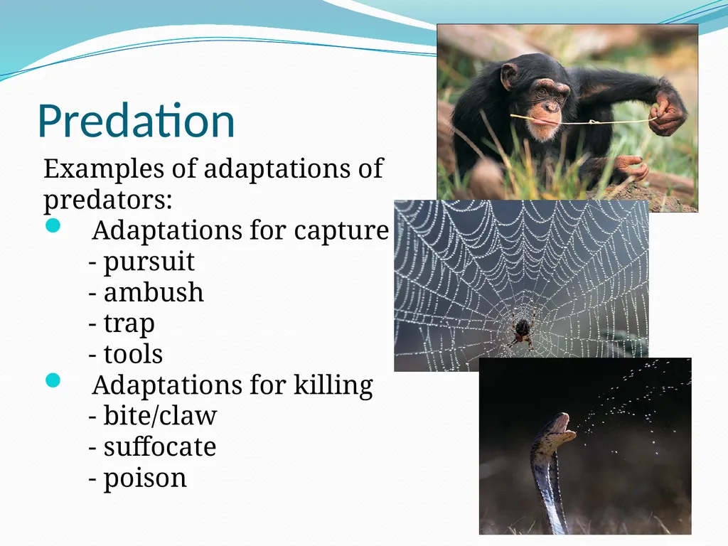 Species Interactions Chapter 8, Sections 2 - slide 26 of 37