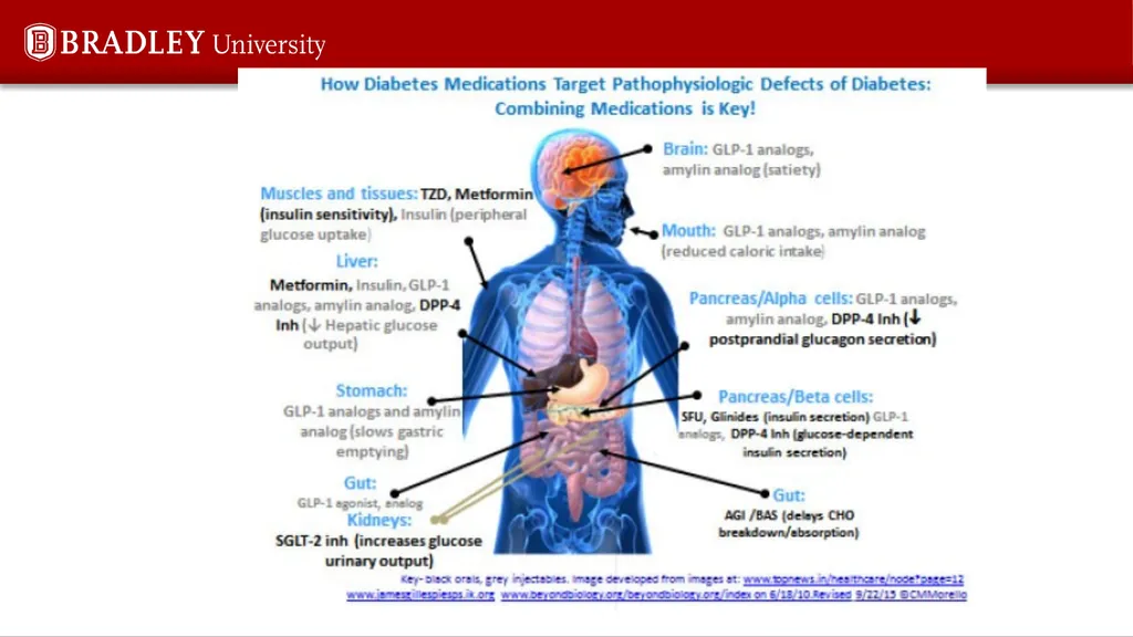 Type 2 diabetes Karen S Gregson, PhD Comparison of - slide 33 of 37
