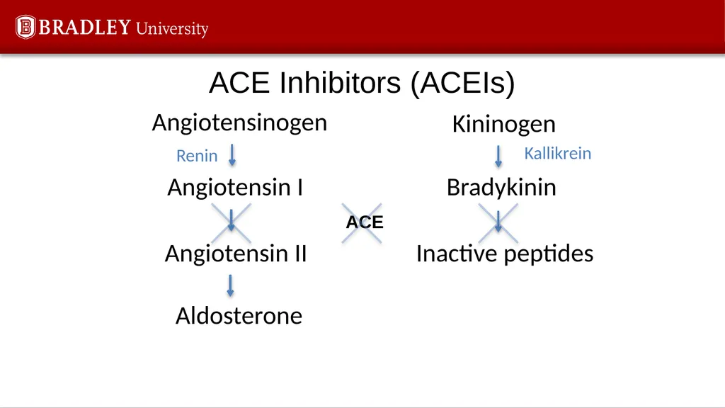 Hypertension Karen S. Gregson, PhD The Eighth - slide 10 of 35
