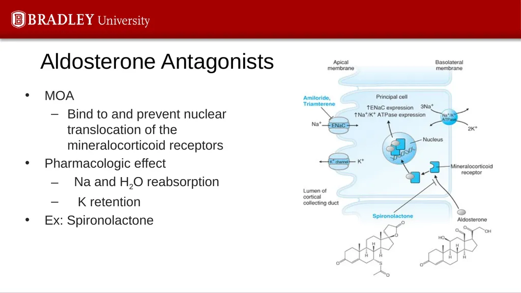 Hypertension Karen S. Gregson, PhD The Eighth - slide 22 of 35