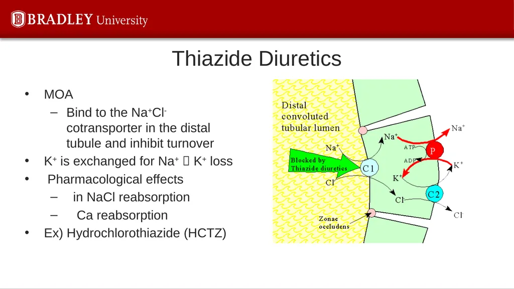 Hypertension Karen S. Gregson, PhD The Eighth - slide 20 of 35