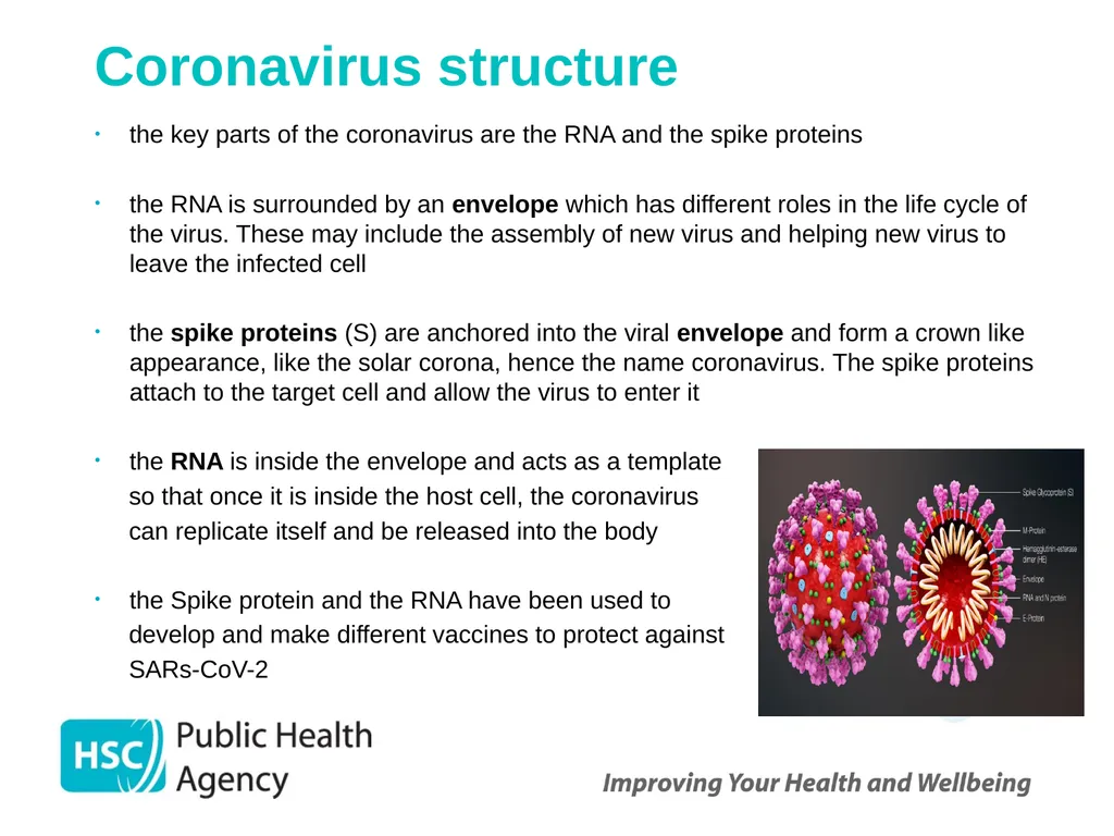 COVID-19 vaccination programme for adults - slide 11 of 83