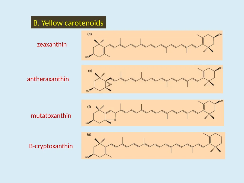 Genotypic variability in colour, pungency and - slide 22 of 31