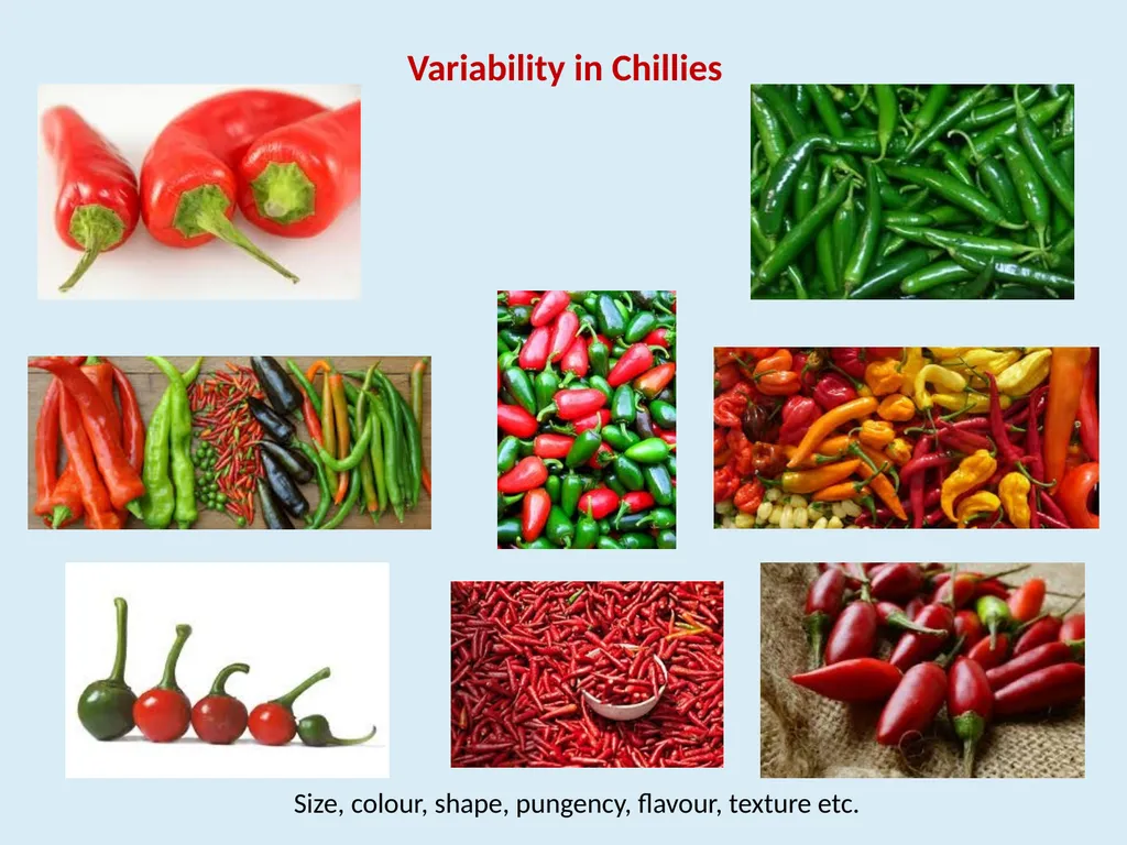 Genotypic variability in colour, pungency and - slide 6 of 31