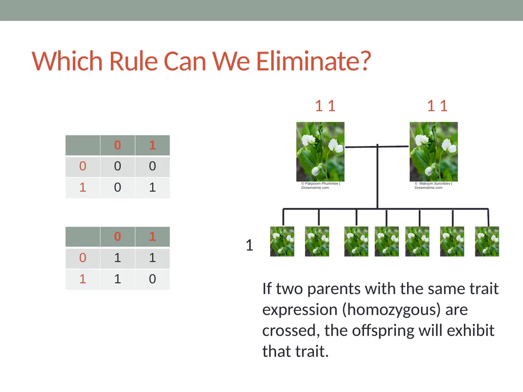 RESPeCT PD pROGRAM RESPeCT Summer Institute Day 4 - slide 46 of 63