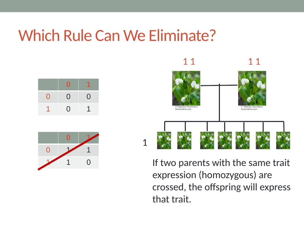 RESPeCT PD pROGRAM RESPeCT Summer Institute Day 4 - slide 47 of 63