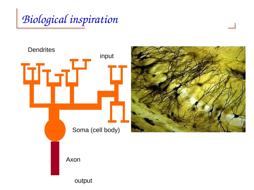 Artificial Neural Networks 1 2 Neural networks - slide 7 of 61
