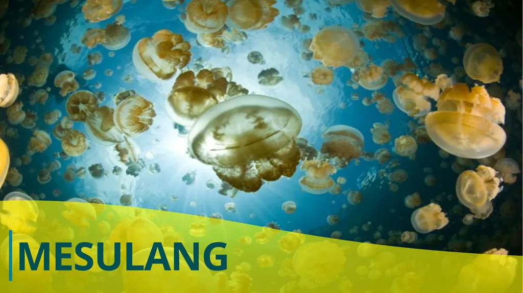Bureau of Marine Resources Ministry of Natural - slide 6 of 6