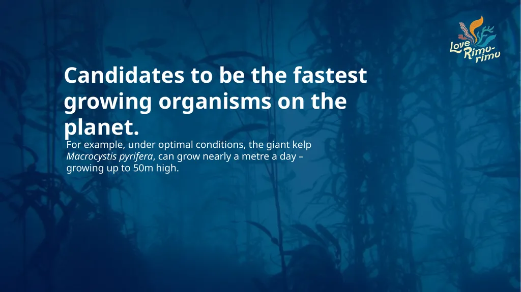 Rimurimu Fun Facts There is more algae than plants - slide 5 of 45