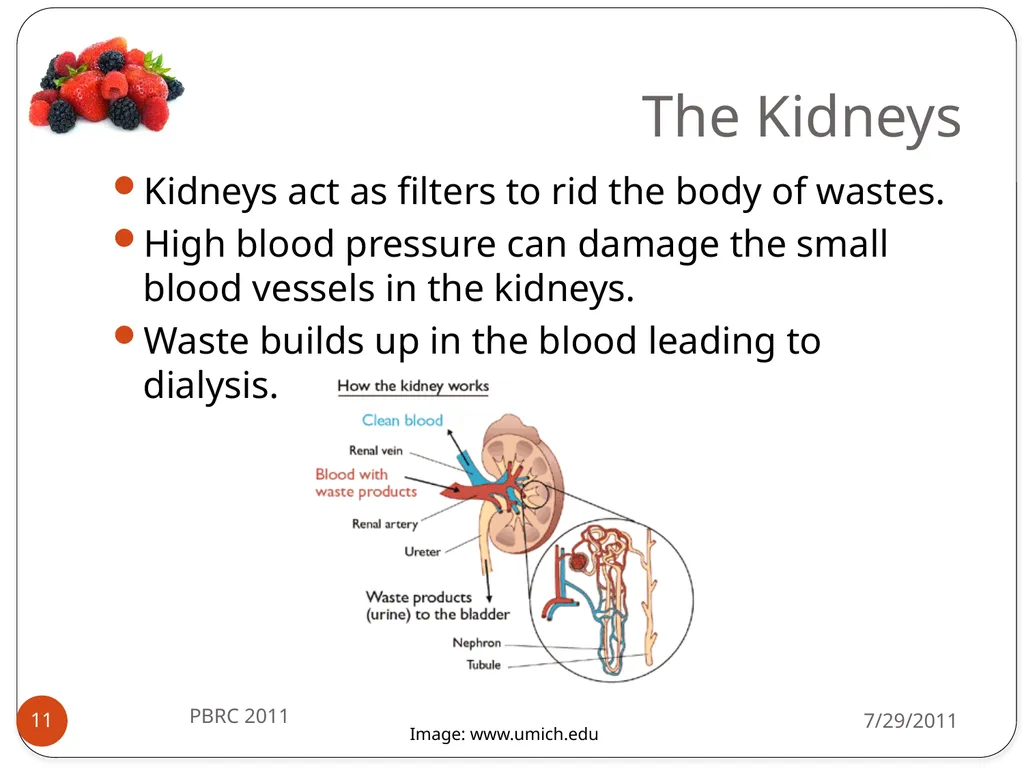 Heli J. Roy, PhD, MBA, RD Pennington Biomedical - slide 11 of 50
