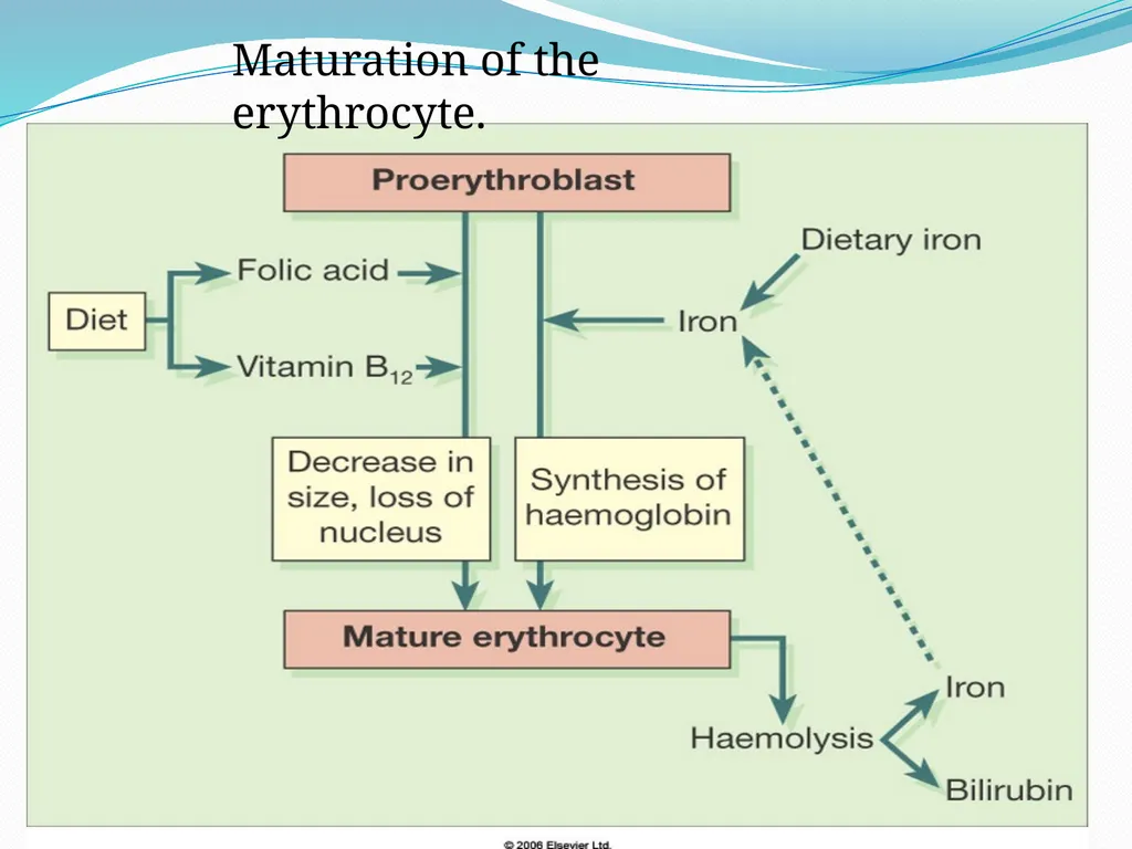 DEVIATION FROM HEALTH AND THE IMMUNE System - slide 38 of 50