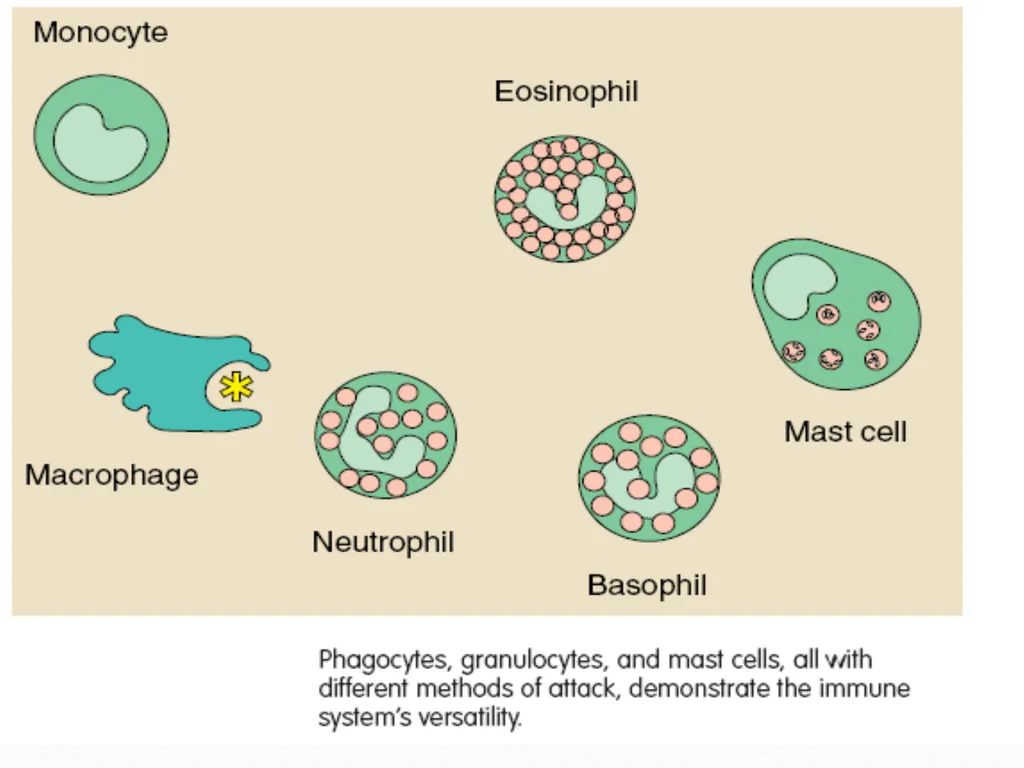DEVIATION FROM HEALTH AND THE IMMUNE System - slide 28 of 50
