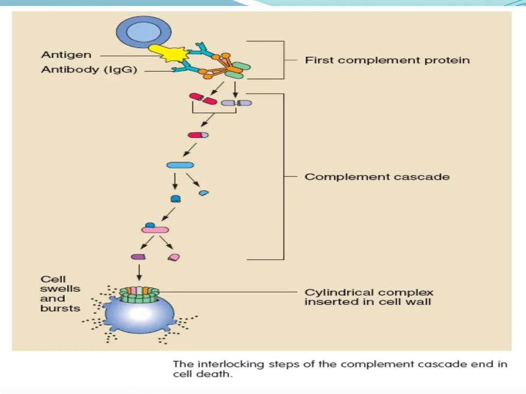 DEVIATION FROM HEALTH AND THE IMMUNE System - slide 29 of 50