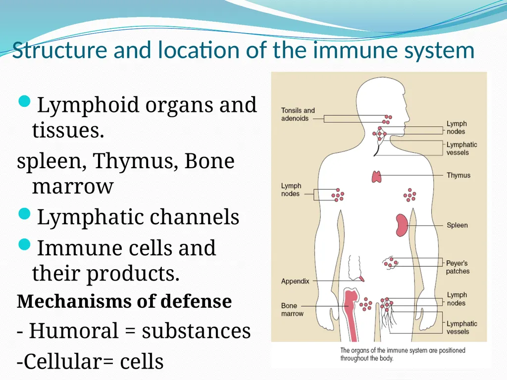 DEVIATION FROM HEALTH AND THE IMMUNE System - slide 20 of 50