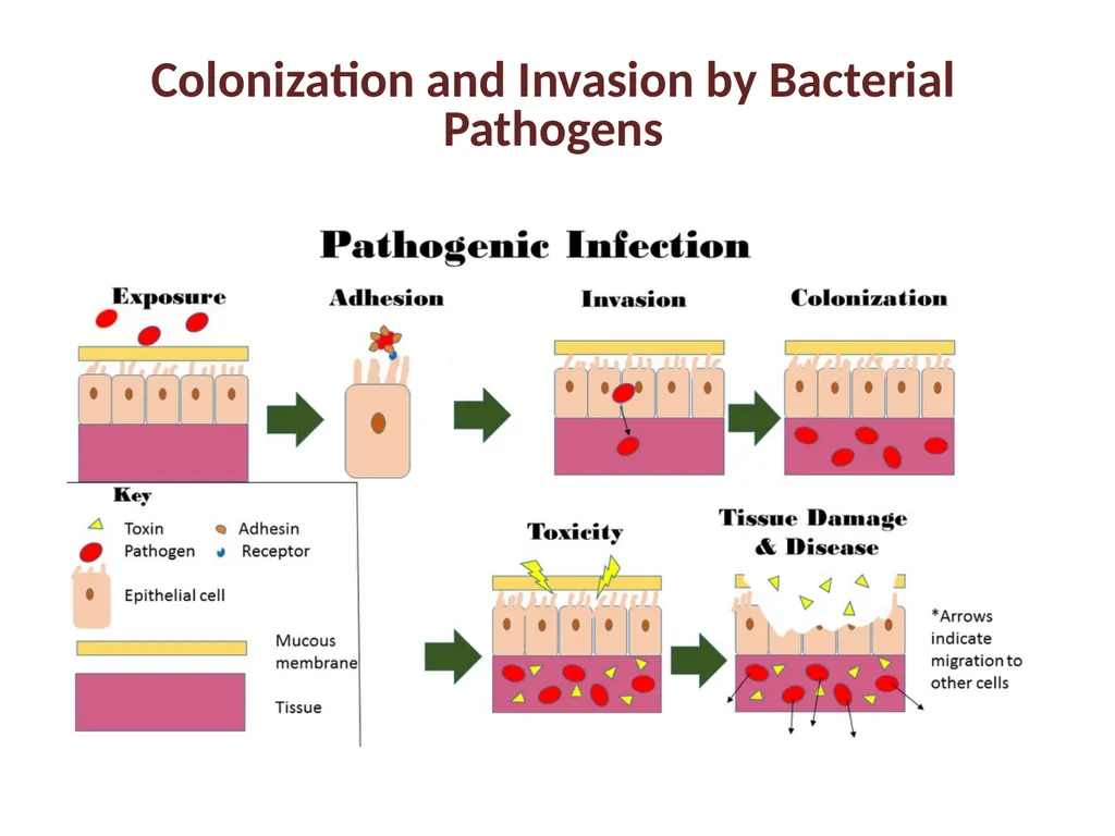 Medical microbiology Medical microbiology is a - slide 17 of 33