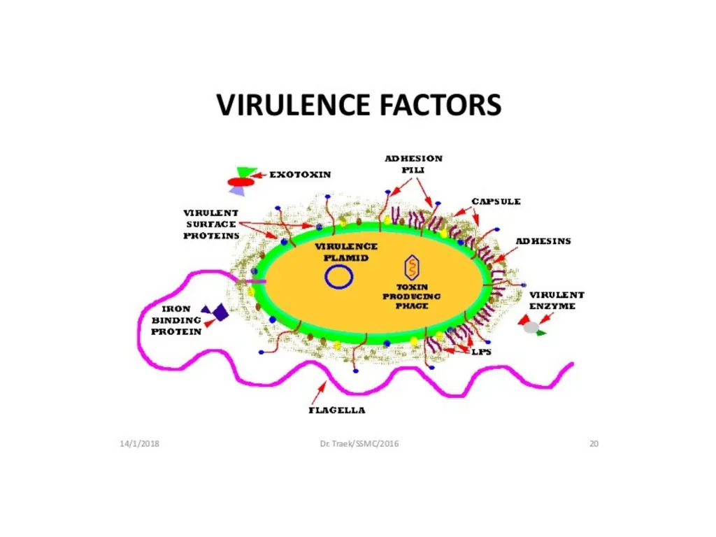 Medical microbiology Medical microbiology is a - slide 22 of 33
