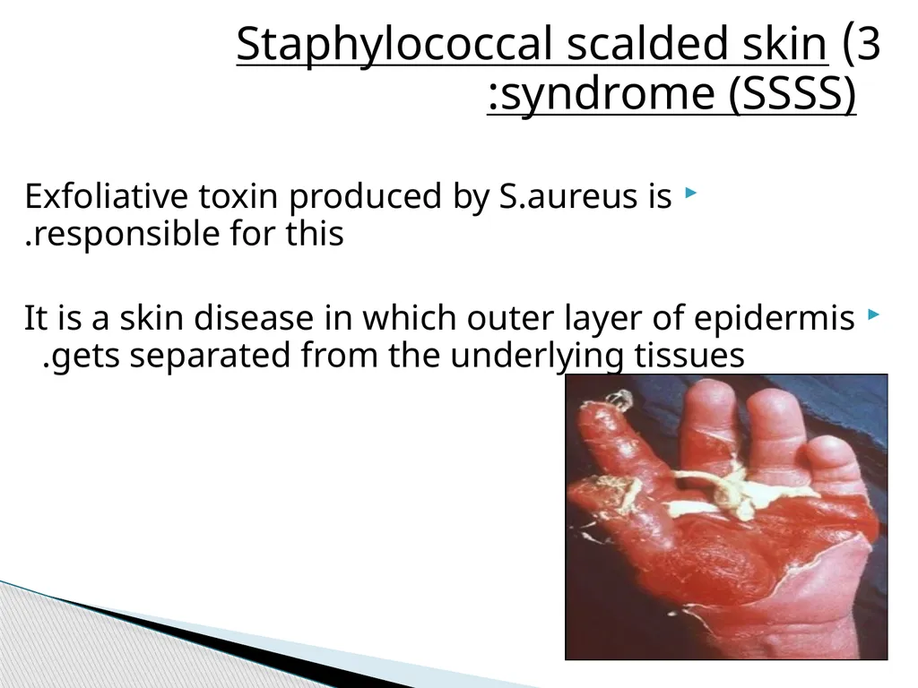 STAPHYLOCOCCUS Staphylococci are : -Gram positive - slide 30 of 42