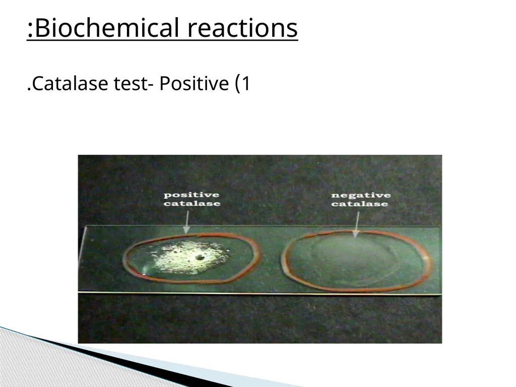 STAPHYLOCOCCUS Staphylococci are : -Gram positive - slide 7 of 42