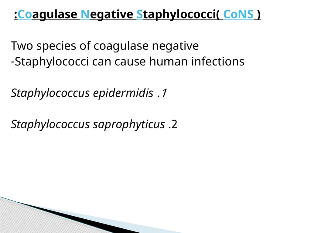 STAPHYLOCOCCUS Staphylococci are : -Gram positive - slide 38 of 42