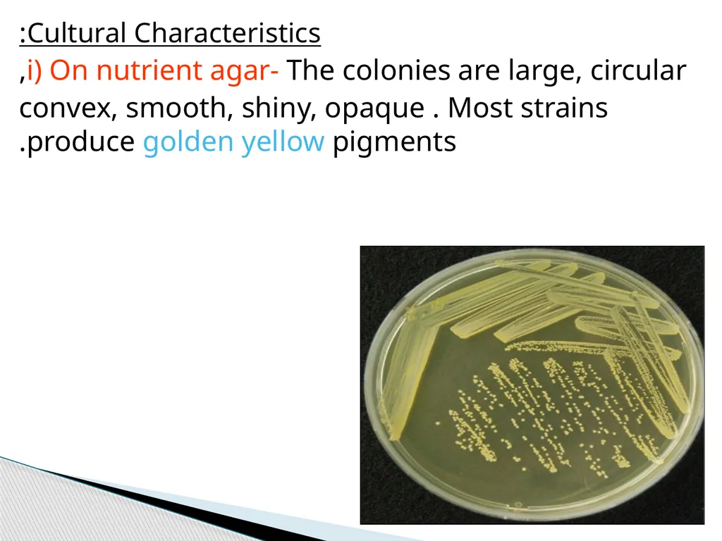 STAPHYLOCOCCUS Staphylococci are : -Gram positive - slide 3 of 42