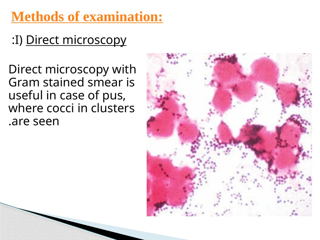 STAPHYLOCOCCUS Staphylococci are : -Gram positive - slide 32 of 42