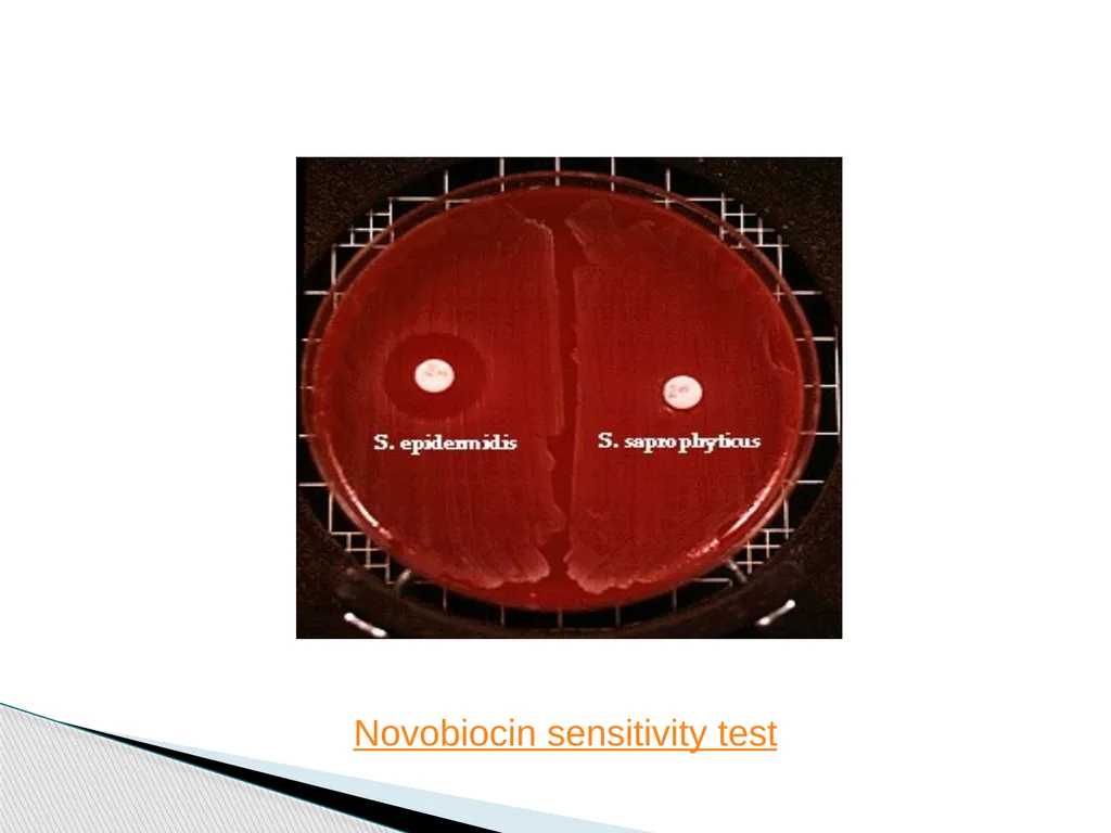 STAPHYLOCOCCUS Staphylococci are : -Gram positive - slide 41 of 42