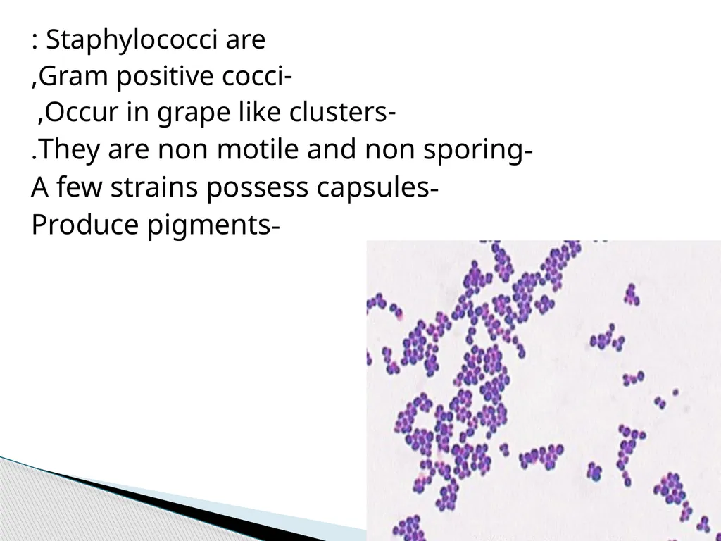 STAPHYLOCOCCUS Staphylococci are : -Gram positive - slide 2 of 42