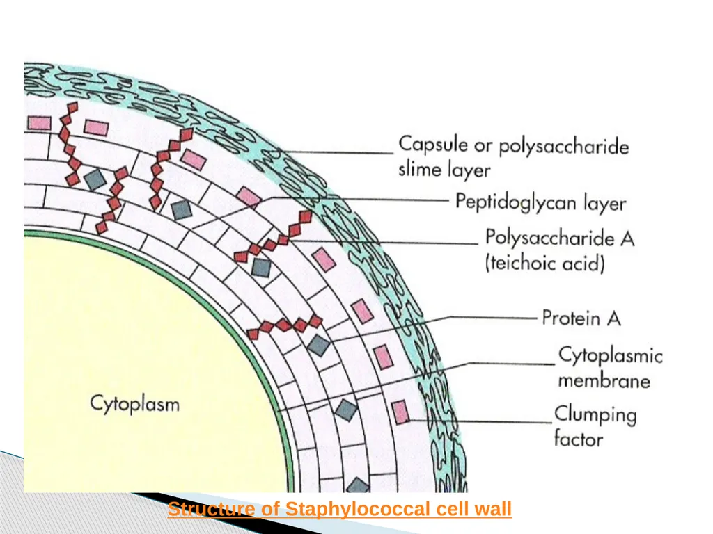 STAPHYLOCOCCUS Staphylococci are : -Gram positive - slide 13 of 42