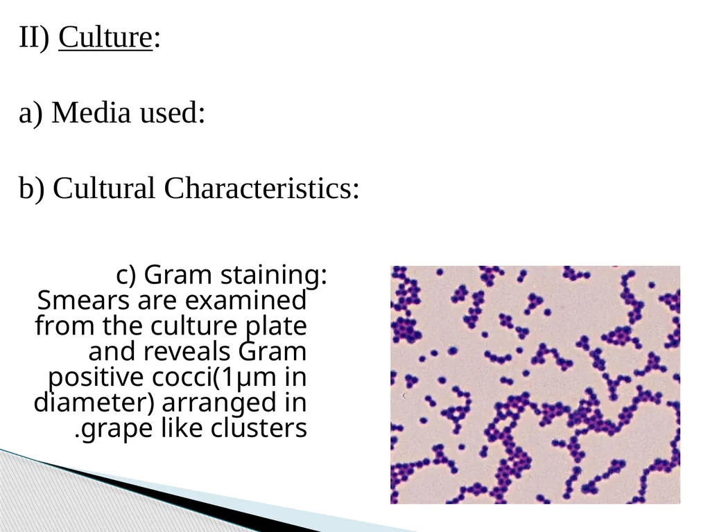 STAPHYLOCOCCUS Staphylococci are : -Gram positive - slide 33 of 42