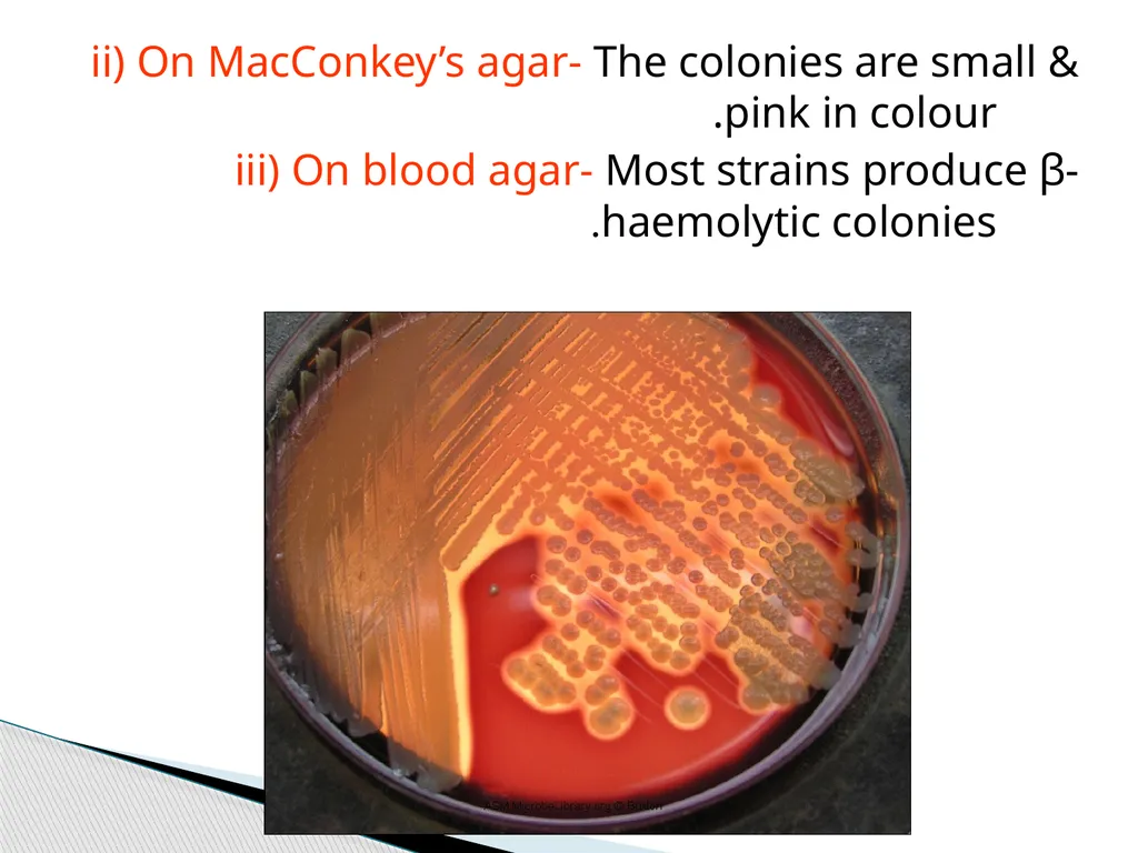 STAPHYLOCOCCUS Staphylococci are : -Gram positive - slide 4 of 42